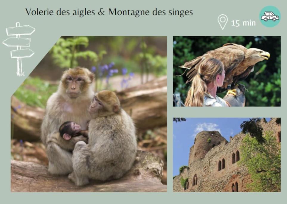 Appartamento Le Petit Bali Sélestat Esterno foto